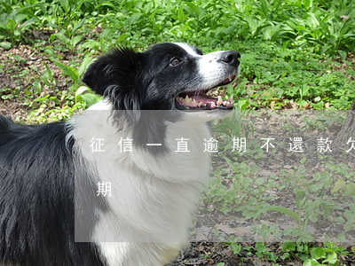 征信一直逾期不還款(欠款還了征信顯示仍逾期)