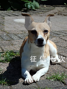 征信七次逾期房贷(征信七次逾期房贷)