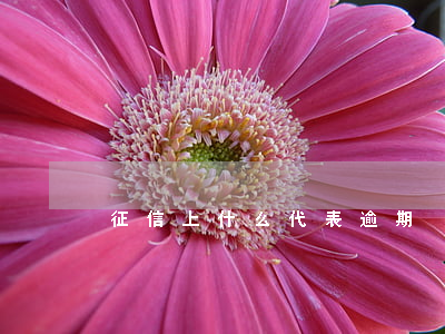 征信上什么代表逾期