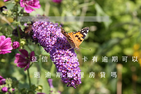 征信上信用卡有逾期可以辦房貸嗎（信用卡有過逾期辦理房貸嗎）