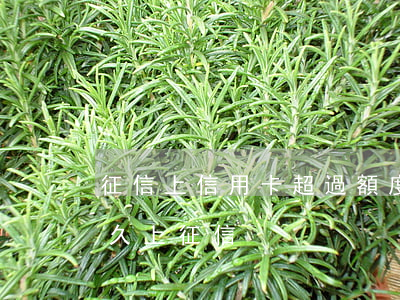 征信上信用卡超過額度逾期(逾信用卡逾期多久上征信)