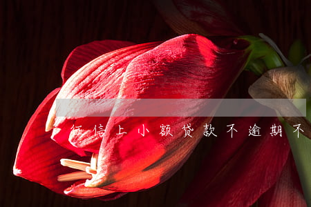 征信上小额贷款不逾期(不上征信的小额贷款)