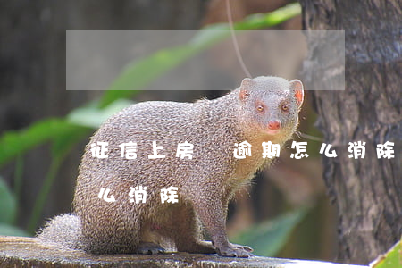 征信上房貸逾期怎么消除(征信上房貸逾期怎么消除)
