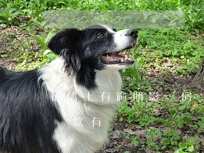 征信上有逾期影響房貸(征信有逾期買房按揭貸款有問題嗎)