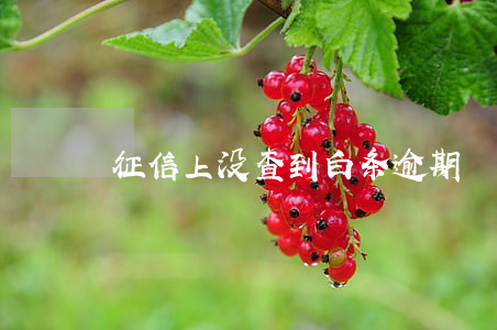 征信上没查到白条逾期