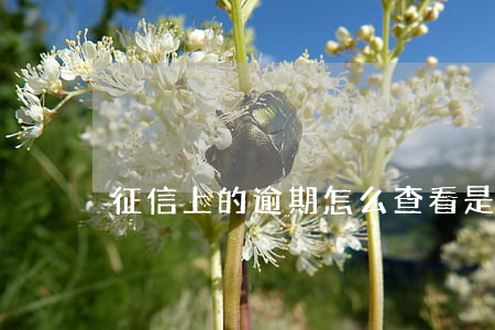征信上的逾期怎么查看是哪個(gè)銀行