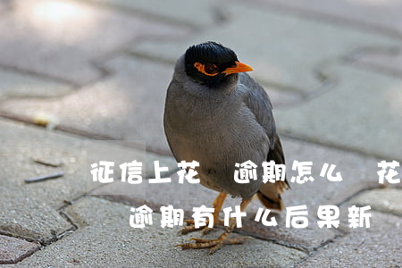 征信上花唄逾期怎么辦(花唄逾期上征信嗎?花唄逾期有什么后果 新聞)