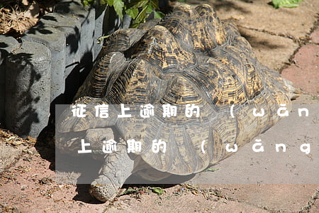 征信上逾期的網(wǎng)貸怎么還(征信上逾期的網(wǎng)貸怎么還)