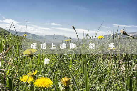 征信上逾期過能貸手機嗎(征信上有逾期可以貸款嗎)