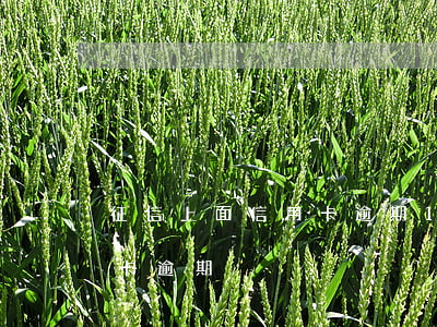 征信上面信用卡逾期16次(征信有兩次信用卡逾期)
