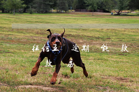 征信五個逾期還能貸款嗎(征信5次逾期可以貸款買房嗎)
