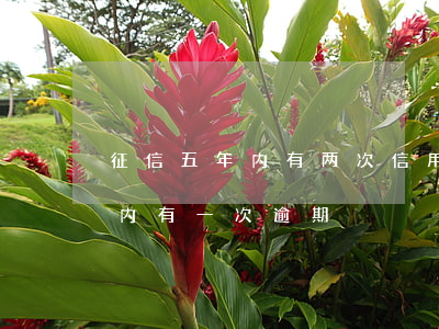 征信五年内有两次信用卡逾期(征信报告五年内有一次逾期)