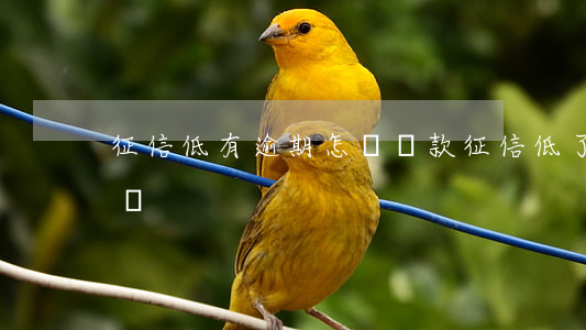 征信低有逾期怎樣貸款(征信低了想貸款怎么辦)