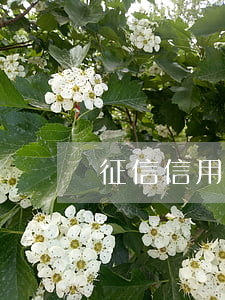 征信信用卡逾期5年(征信信用卡逾期5年)
