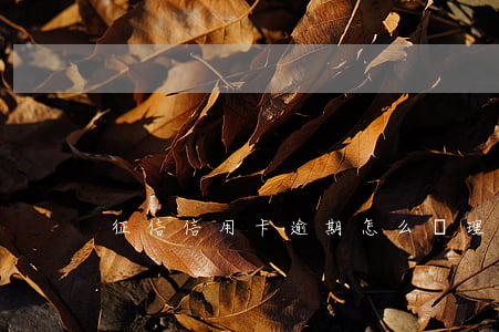 征信信用卡逾期怎么處理(征信逾期如何處理)