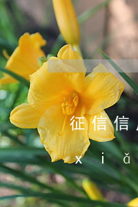 征信信用卡逾期賣保險(xiǎn) 保險(xiǎn)單貸款逾期了走征信嗎