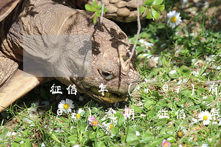 征信兩年內(nèi)有多次一個月內(nèi)逾期-征信兩年內(nèi)有多次一個月內(nèi)逾期怎么辦