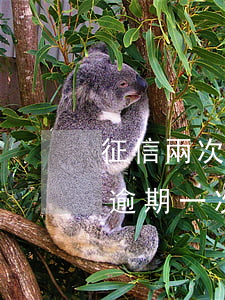 征信兩次逾期可以辦信用卡嗎(征信上信用卡逾期一次)