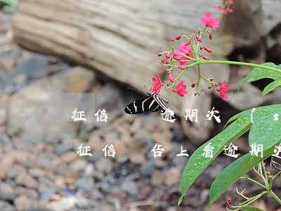 征信匯總逾期次數(shù)和明細不一致（征信報告上看逾期次數(shù)）