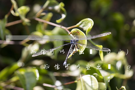 征信可以查出個(gè)人欠借唄多少錢嗎-征信可以查出個(gè)人欠借唄多少錢嗎知乎