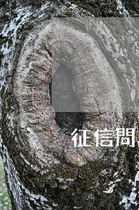 征信問題影響政審嗎 征信影響政審嗎?