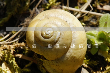征信嚴重逾期捷信能借嗎(征信不好捷信能過嗎)