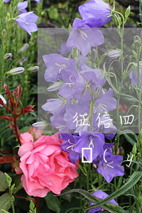 征信四次逾期可以貸款(個人征信有4次逾期嚴(yán)重嗎)