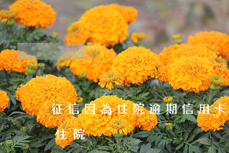 征信因為住院逾期（信用卡逾期醫(yī)院住院）