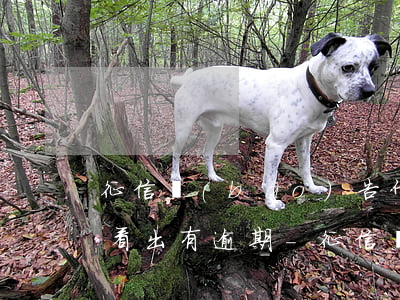 征信報(bào)告什么時(shí)候能看出有逾期-征信報(bào)告什么時(shí)候能看出有逾期記錄