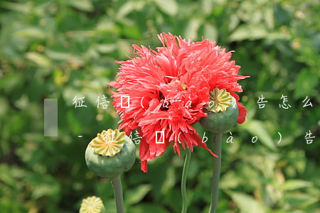 征信報(bào)告怎么樣才能看出有逾期-征信報(bào)告怎么樣才能看出有逾期記錄