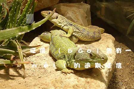 征信報(bào)告有一個(gè)月內(nèi)的逾期(征信報(bào)告有一個(gè)月內(nèi)的逾期怎么消除)