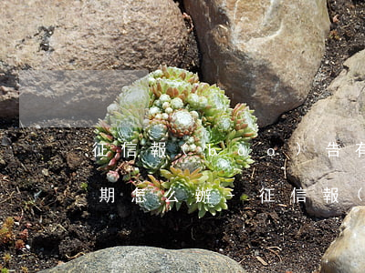 征信報(bào)告有連續(xù)兩次逾期怎么辦-征信報(bào)告有連續(xù)兩次逾期怎么辦呢