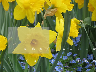 征信報(bào)告能查到借唄還欠多少錢(qián)(征信報(bào)告上面可以看到借唄欠款金額嗎)