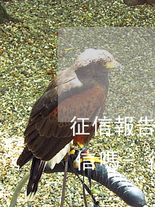 征信報告上出現(xiàn)逾期會影響征信嗎-征信報告上出現(xiàn)逾期會影響征信嗎怎么辦