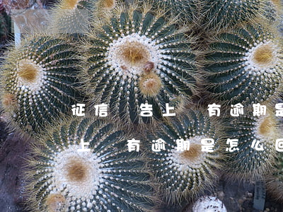 征信報告上沒有逾期是怎么回事-征信報告上沒有逾期是怎么回事啊