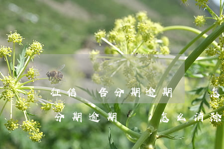 征信報告分期逾期記錄怎么消除-征信報告分期逾期記錄怎么消除掉