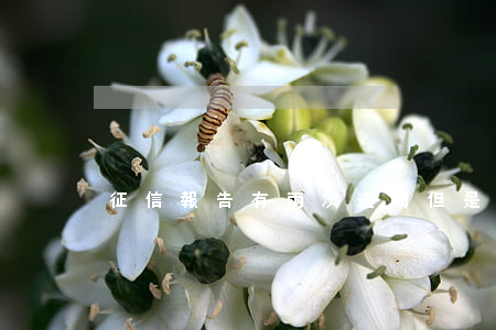 征信報告有兩次逾期但是還不上-