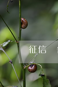 征信報告網貸多未逾期，對貸款有影響嗎？