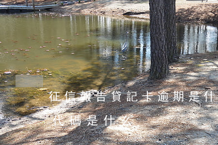 征信報告貸記卡逾期是什么意思（信用卡逾期代碼是什么）