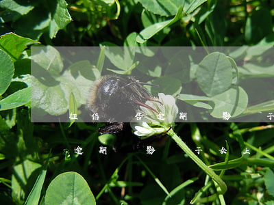 征信報告逾期會影響子女上學嗎-征信報告逾期會影響子女上學嗎知乎