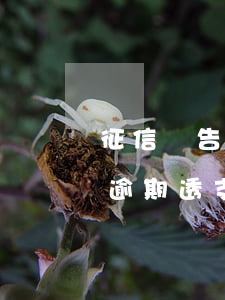 征信報告逾期透支信息匯總月份數-征信上逾期透支匯總表怎么看