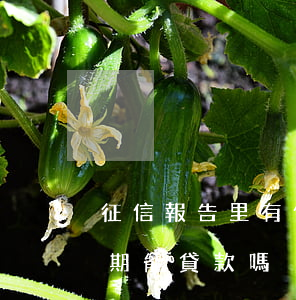 征信報告里有信用卡逾期(征信報告信用卡逾期能貸款嗎)