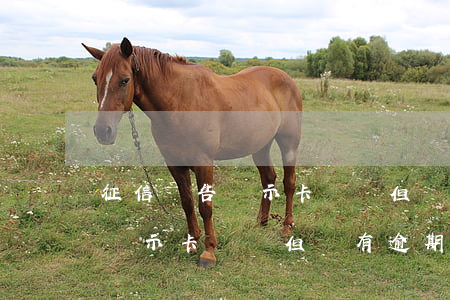 征信報告顯示卡凍結但沒有逾期-征信報告顯示卡凍結但沒有逾期怎么辦