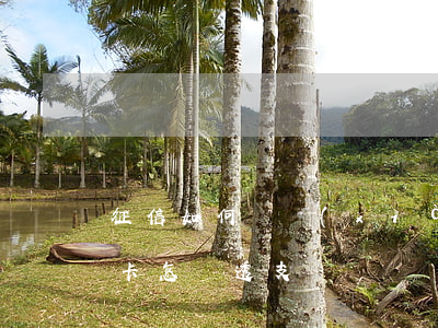 征信如何體現(xiàn)信用卡透支(信用卡怎樣透支)