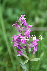征信年費逾期怎么辦(因為年費導致征信不良)