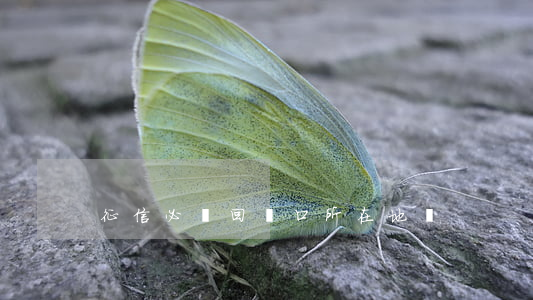征信必須回戶口所在地嗎