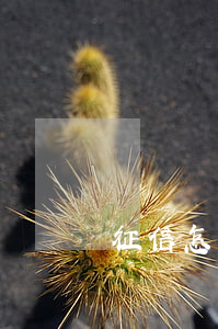 征信怎么打