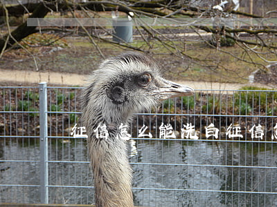 征信怎么能洗白(征信怎样才能洗白)