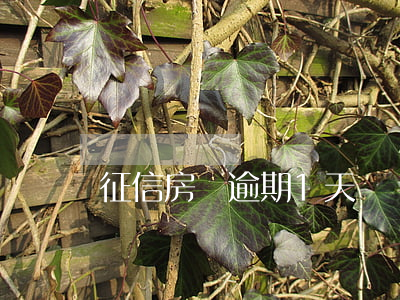 征信房貸逾期1天
