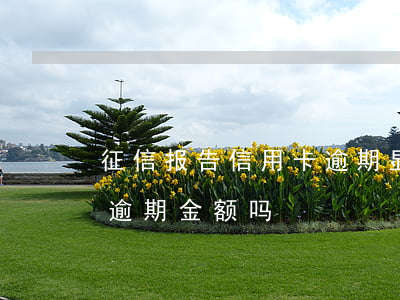 征信报告信用卡逾期显示1(征信报告会显示逾期金额吗)